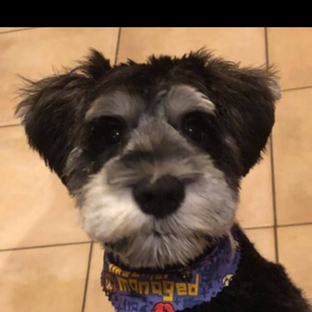 Meet your Posher, Samara